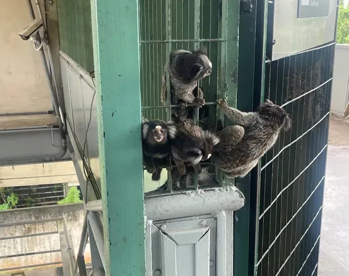 Saguis na estação Sagrado Coração – Linha 8 (Divulgação)